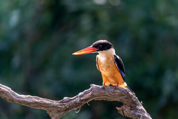 Beautiful bird White-throated Kingfisher perched on branch with small fish, halcyon smymensis
