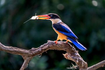 Beautiful bird White-throated Kingfisher perched on branch with small fish, halcyon smymensis