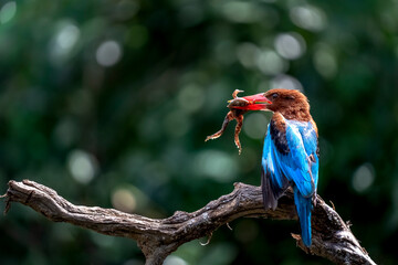 The White-throated Kingfisher and prey on a branch in nature