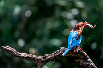 The White-throated Kingfisher and prey on a branch in nature