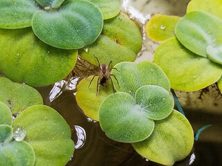 spider on a Pistia Stratiotes plant looking for prey