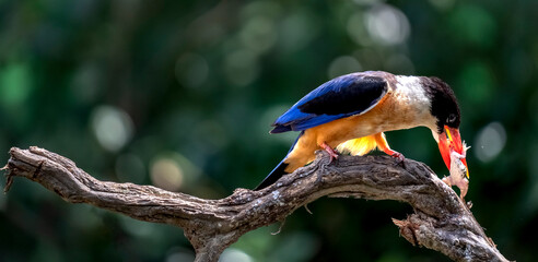 The White-throated Kingfisher and prey on a branch in nature