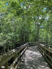 Obraz premium wooden bridge in the forest