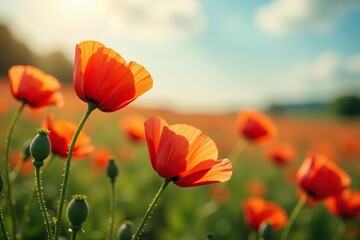 Naklejka premium Delicate red poppies gently sway in the breeze, nature, petals, field of flowers