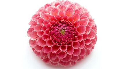 Naklejka premium A close-up of a bright pink dahlia bloom on a white background.