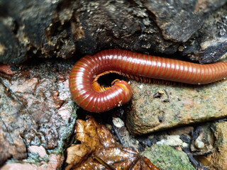 millipede is an animal that breeds in the rainy season