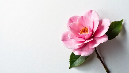 Obraz premium Pink camellia on a white background with subtle texture, nature, camellia