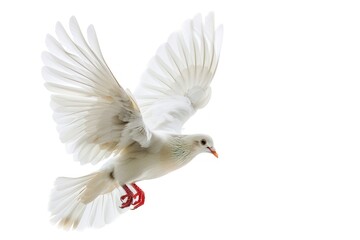 Obraz premium Graceful white dove in flight
