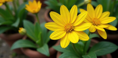 Fototapeta premium Bright yellow Ligularia flowers blooming in a garden pot, bloom, summer, pots