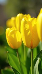 Obraz premium Row of yellow tulips with green stems and leaves, , leaves, blooming