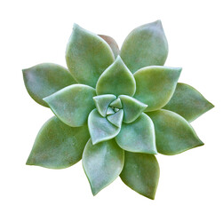 A green spiral succulent cactus. Green succulent cactus flower tropical plant top view isolateds