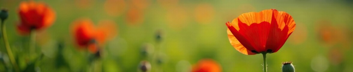 Fototapeta premium Delicate red poppy petals unfolding in morning dew, spring, wildflowers, greenery