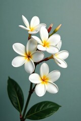 Fototapeta premium Simple arrangement of six white plumeria flowers, delicate, minimalist, elegant