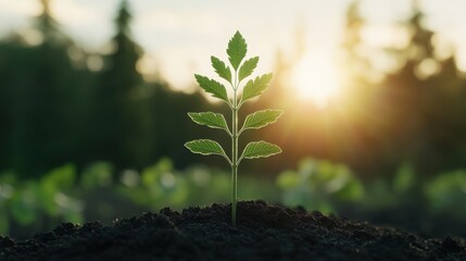 Planting trees to get carbon credit. Forest carbon monitoring. Regulations and carbon footprint.