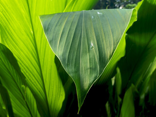 Close-up image of a large bright green leaf