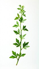 Fototapeta premium Fresh green thyme falling slowly in air against white background, botanicals, simple, still life