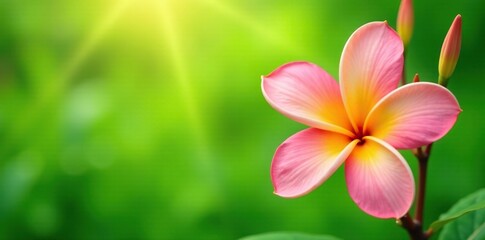 Fototapeta premium Large frangipani blooms against a soft focus background of green grass, flower, softfocus, floral