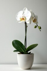 Single white phalaenopsis flower with long stem in a vase, nature, plant