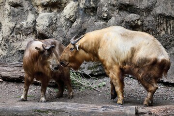 Fototapeta premium 顔を近づけ合うターキンの夫婦