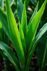 Obraz premium Fresh sugar cane leaves in a lush green bundle, tropical, verdant