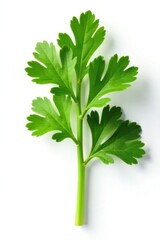 Freshly cut parsley stem isolated on white background, plant, botanical, greenery