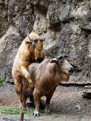 交尾をするターキンの夫婦