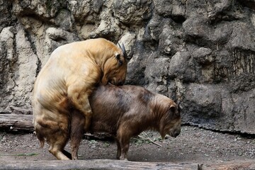 交尾をするターキンのカップル