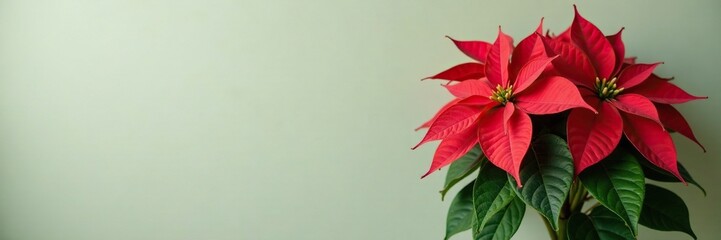 Obraz premium Full-length shot of a poinsettia plant with lush green leaves and bright red flowers against a neutral background, green, red, decoration