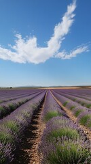 Fototapeta premium Tranquil lavender fields under a clear daytime sky, with rows of purple flowers stretching to the horizon. Captures the tranquility and beauty of nature