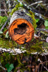 After the windstorm, fallen tree in the forest with trunk cut up, center of tree diseased and rotted causing susceptibility to storm damage, wet winter day nature background
