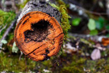 After the windstorm, fallen tree in the forest with trunk cut up, center of tree diseased and...