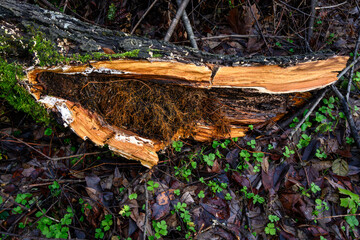 After the windstorm, fallen tree in the forest with trunk split open showing center diseased and rotted, with plant roots growing, causing susceptibility to storm damage, wet winter day nature backgro