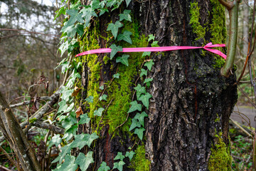 Closeup of diseased tree trunk in a forest covered in moss and invasive ivy with a pink plastic...
