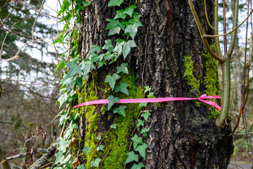 Closeup of diseased tree trunk in a forest covered in moss and invasive ivy with a pink plastic...