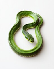 Fototapeta premium Vibrant Green Snake Coiled Elegantly on a White Background, Showcasing Its Smooth Texture and Luminous Scales, Perfect for Wildlife and Nature Themes