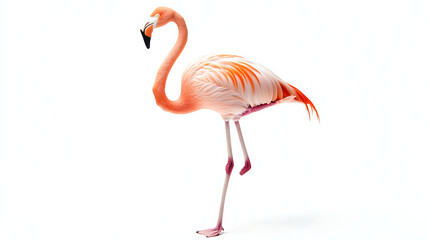 Fototapeta premium pink flamingo isolated on white