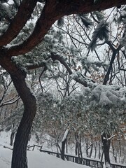 Opae Mountain Park Snowy Landscape Photo