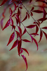 red autumn leaves