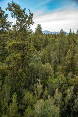 Views of the rimu native forest from the Hokotika Tree Walk Park