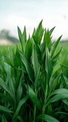 Fototapeta premium Lush Green Grass Blades Close Up Nature Spring Field Agriculture Plant Texture Foliag