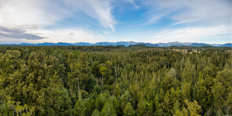 Views of the rimu native forest from the Hokotika Tree Walk Park