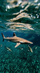 Underwater Shark  Ocean Wildlife  Marine Life  Aquatic Animal  Reef Fish  Nature Photograp