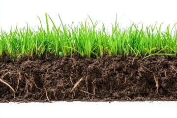 Single piece of lush green grass with dirt and roots, isolated on white background, studio shot, nature close-up.