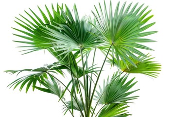 Fototapeta premium Lush tropical fan palm leaves