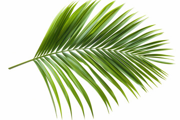 realistic Leaf illustration isolated on white background, version 3