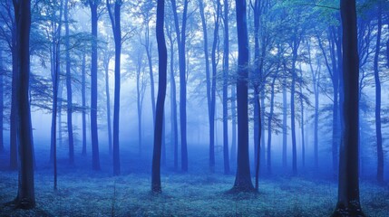 Obraz premium Serene Blue Foggy Forest Scene with Tall Trees