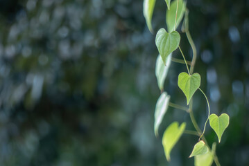 連なり垂れ下がるハートの葉っぱ