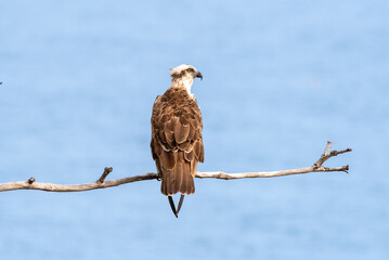 Eastern Osprey