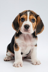 Beagle puppy with big, curious eyes on a white background, ideal for pet products