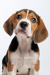 Beagle puppy with big, curious eyes on a white background, ideal for pet products